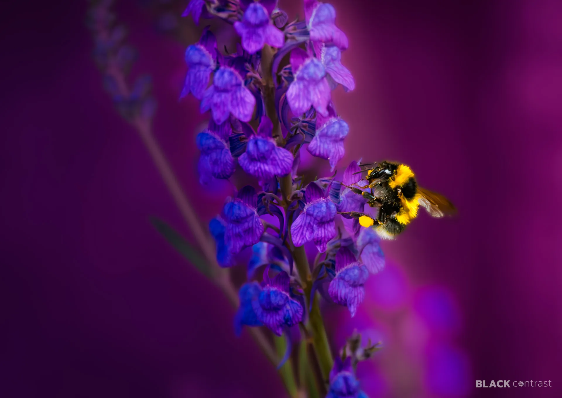Bumblebee collecting pollen on purple flowers