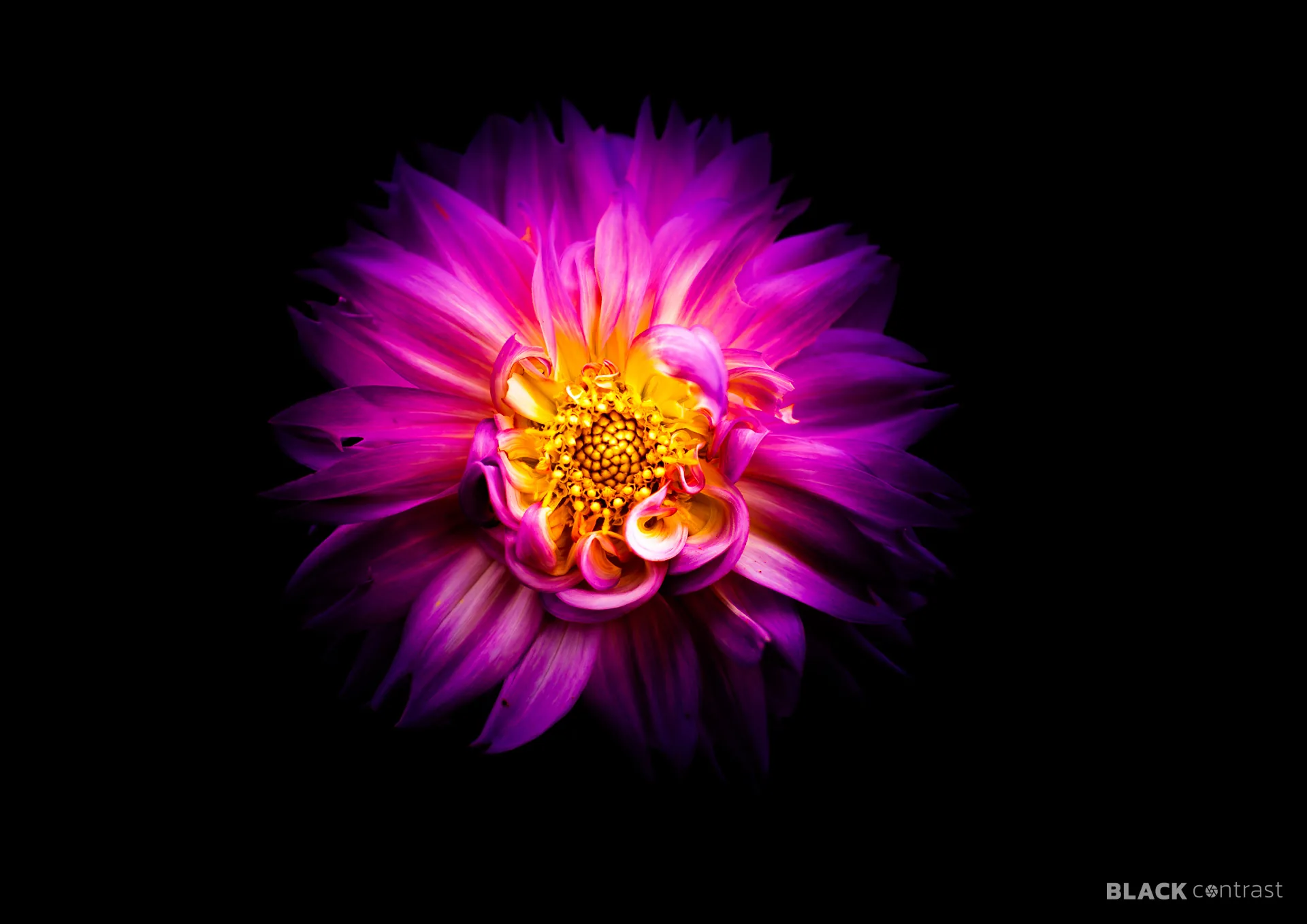 Pink dahlia bloom with a golden centre against a black background