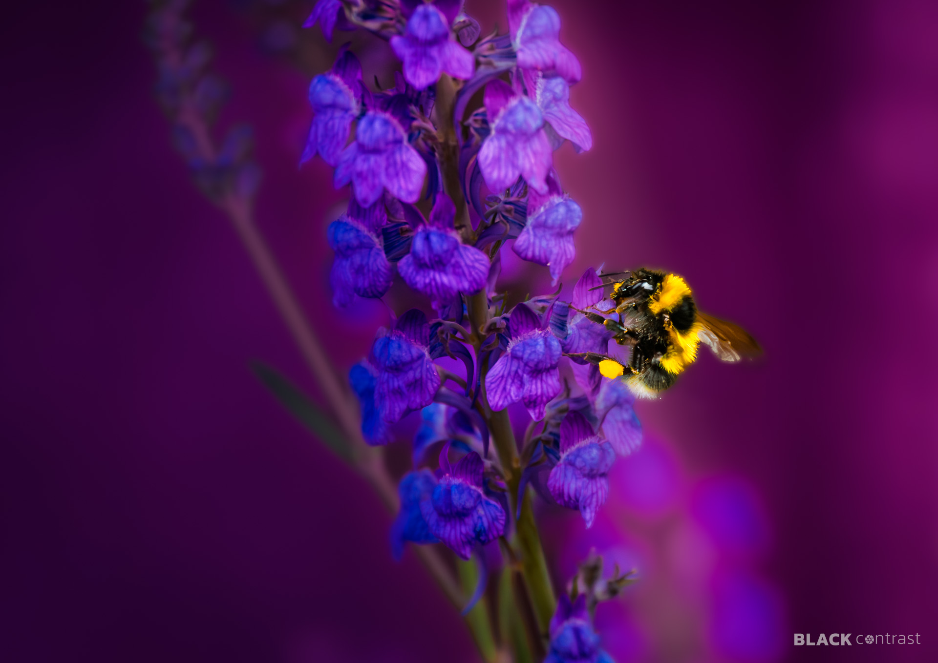 Horse in the morning sun
